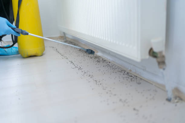 Best Pest Prevention Services  in Sage, CA